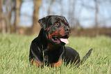 ROTTWEILER 565